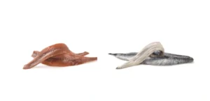 Imagen de una anchoa de Santoña y un boquerón del Cantabrico